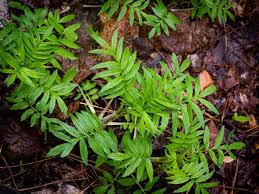 Image result for Valeriana officinalis