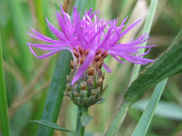 Attēlu rezultāti vaicājumam “Centaurea jacea bud”