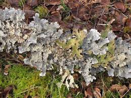 Attēlu rezultāti vaicājumam “Lobaria amplissima”