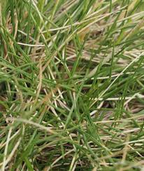 Attēlu rezultāti vaicājumam “Nardus stricta”