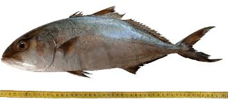 Image result for Seriola dumerili