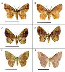 Attēlu rezultāti vaicājumam “Geometridae”