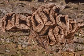 Attēlu rezultāti vaicājumam “Encoelia furfuracea”