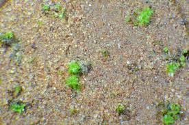 Attēlu rezultāti vaicājumam “Syntrichia ruralis var. ruralis sporophyte”