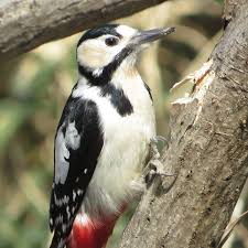 Attēlu rezultāti vaicājumam “Dendrocopos major female”
