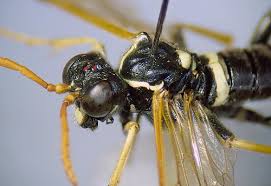 Attēlu rezultāti vaicājumam “Tenthredo scrophulariae larva”