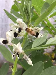 Attēlu rezultāti vaicājumam “Vicia faba flower”