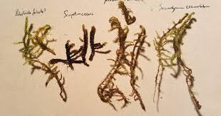 Attēlu rezultāti vaicājumam “Palustriella falcata”