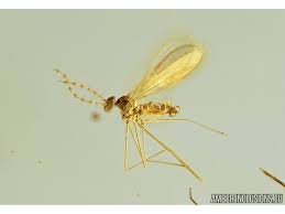 Attēlu rezultāti vaicājumam “Cecidomyiidae”