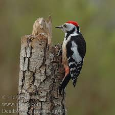 Attēlu rezultāti vaicājumam “Dendrocopos medius”