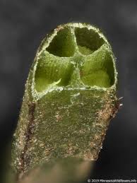 Attēlu rezultāti vaicājumam “Isoetes lacustris leaf”