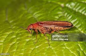 Attēlu rezultāti vaicājumam “Hylecoetus dermestoides male”