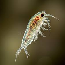 Attēlu rezultāti vaicājumam “Copepoda”