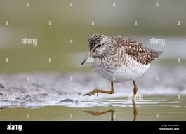 Attēlu rezultāti vaicājumam “Tringa glareola adult”