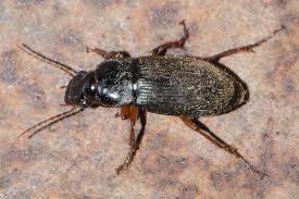 Attēlu rezultāti vaicājumam “Pseudoophonus rufipes”