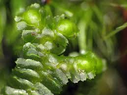 Attēlu rezultāti vaicājumam “Bazzania trilobata”