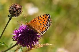 Attēlu rezultāti vaicājumam “Argynnis aglaja upperside”