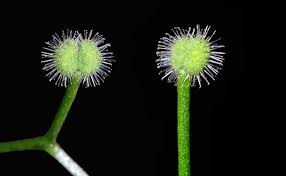 Attēlu rezultāti vaicājumam “Galium triflorum fruit”