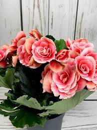 Image result for Бегония Элатиор 12х22 4601887072423