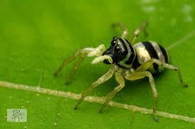 Attēlu rezultāti vaicājumam “Phylloneta cocoon”