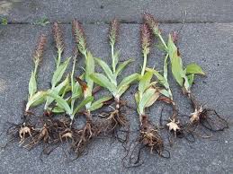 Attēlu rezultāti vaicājumam “Dactylorhiza ochroleuca bud”