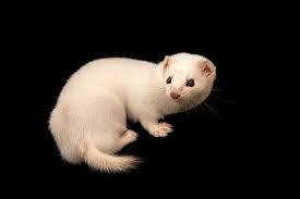 Attēlu rezultāti vaicājumam “Mustela nivalis adult”