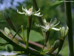 Attēlu rezultāti vaicājumam “Gymnocladus dioicus bud”