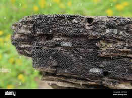 Attēlu rezultāti vaicājumam “Cribraria cancellata”