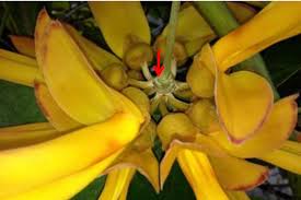 Attēlu rezultāti vaicājumam “Tubifera applanata sessile”