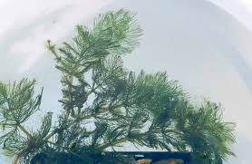 Attēlu rezultāti vaicājumam “Myriophyllum spicatum”