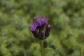 Attēlu rezultāti vaicājumam “Serratula tinctoria”