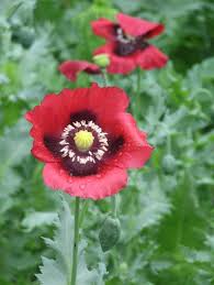 Image result for Papaver somniferum