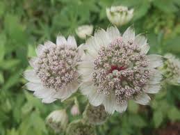 Attēlu rezultāti vaicājumam “Astrantia major”