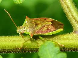 Attēlu rezultāti vaicājumam “Pentatomidae”