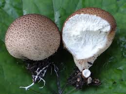 Attēlu rezultāti vaicājumam “Lycoperdon pyriforme”