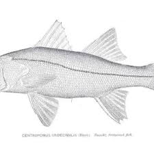 Image result for Centropomus parallelus