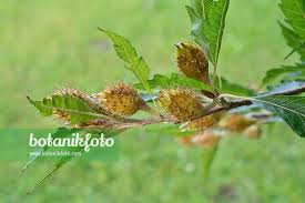 Attēlu rezultāti vaicājumam “Fagus sylvatica fo. laciniata”