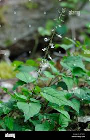 Attēlu rezultāti vaicājumam “Circaea lutetiana leaf”