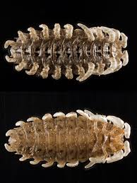 Attēlu rezultāti vaicājumam “Orthosia munda larva”