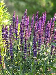 Attēlu rezultāti vaicājumam “Salvia nemorosa fruit”