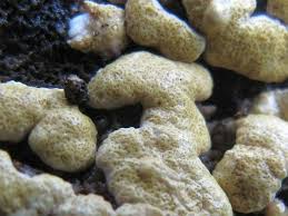 Attēlu rezultāti vaicājumam “Hypocrea pulvinata”