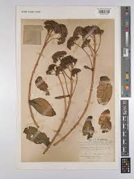 Attēlu rezultāti vaicājumam “Hylotelephium maximum”