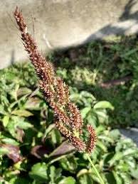 Attēlu rezultāti vaicājumam “Echinochloa crus-galli fruit”
