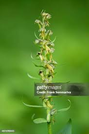 Attēlu rezultāti vaicājumam “Coeloglossum viride leaf”