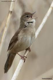 Image result for Locustella luscinioides