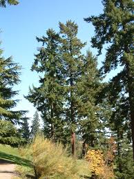 Attēlu rezultāti vaicājumam “Pseudotsuga menziesii”