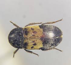 Attēlu rezultāti vaicājumam “Dermestidae”