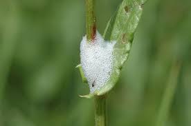 Attēlu rezultāti vaicājumam “Philaenus spumarius nymph”