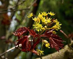 Attēlu rezultāti vaicājumam “Acer platanoides fo. schwedleri”
