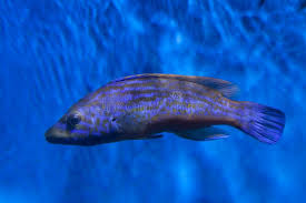 Image result for Labrus mixtus